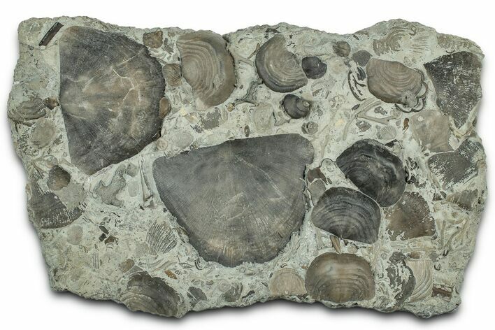 Fossil Brachiopods, Gastropod, Worm Tubes, and Bryozoa Plate #325699